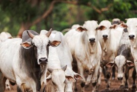 Beef imports hit ‘shocking’ 10-year high of 40,000t last year – Aontú TD