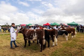 ISA to monitor bluetongue situation closely