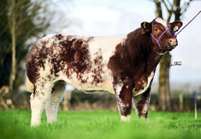 Promising young red and white Blue heifer sells in private deal
