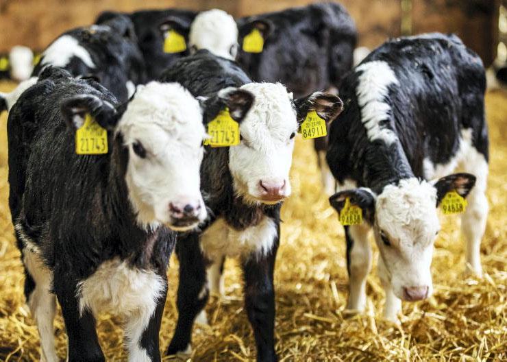 How much is too much to pay for calves?