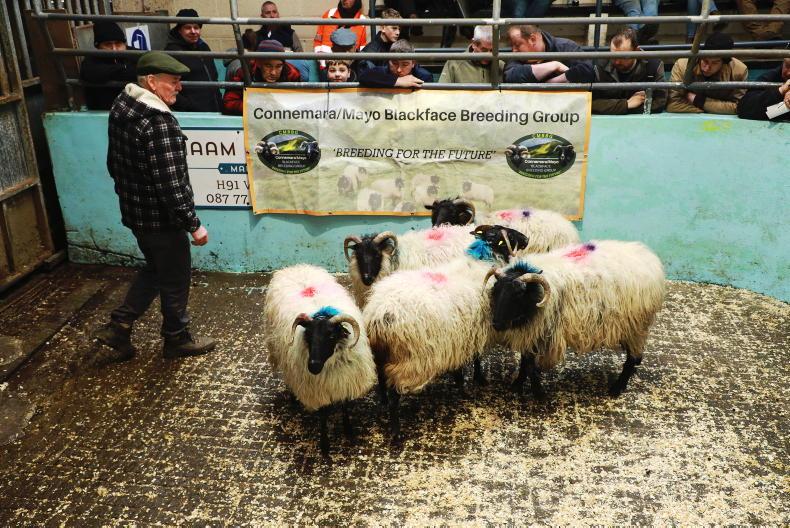 In pictures: in-lamb ewes average over €175 at Blackface sale