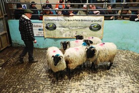 In pictures: in-lamb ewes average over €175 at Blackface sale