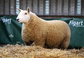 Average of €867 for in-lamb Cheviot hoggets