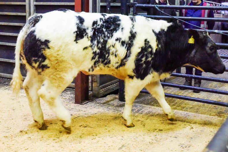 Heifer weanlings average €6.45/kg in Gort