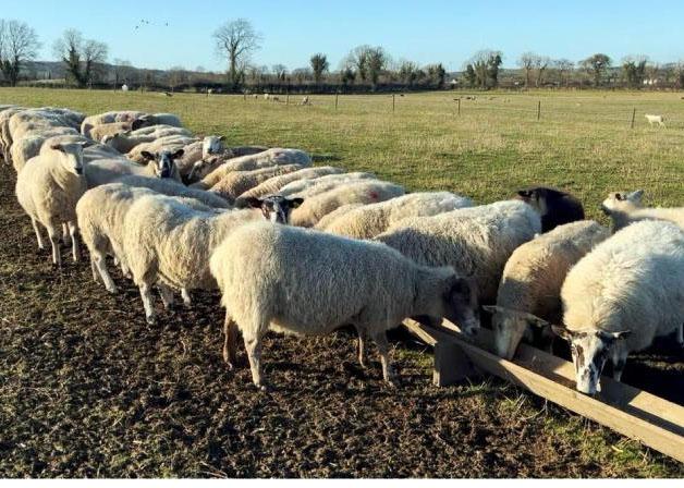 New organic producer organisation launched