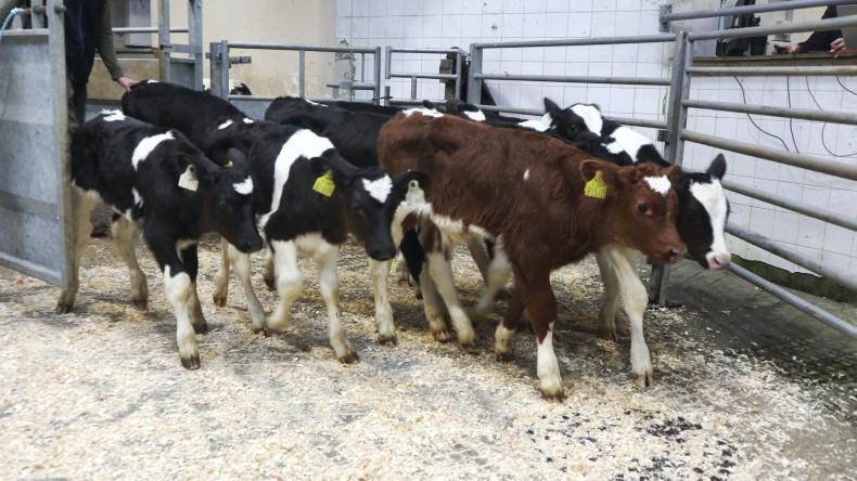 Calf price update: prices move upwards as numbers spike