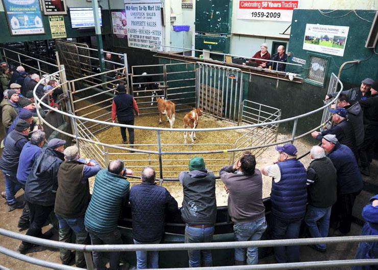 Up to €700 for Angus-cross calves in Milltown