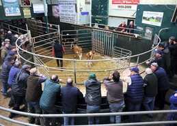 Up to €700 for Angus-cross calves in Milltown