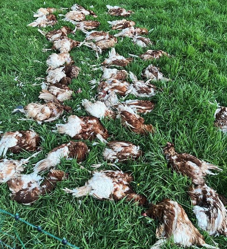 Plan aims to eradicate mink in the midlands