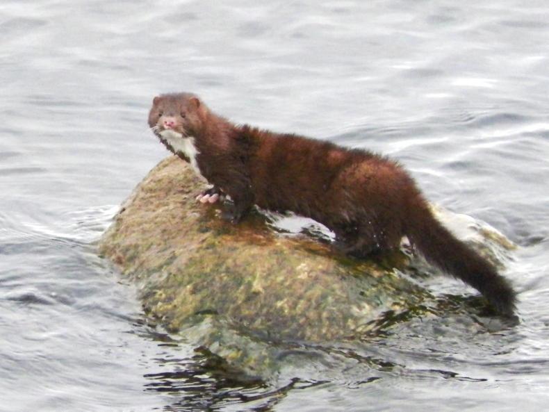 Plan aims to eradicate mink in the midlands