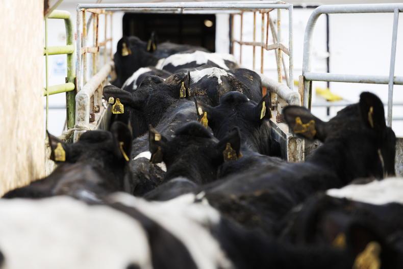 Live exports halve in first two months of 2026