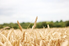 Grain Trends: Iran conflict causes fluctuations