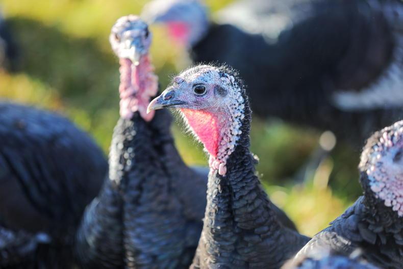 Bird flu vaccine trials begin in the UK