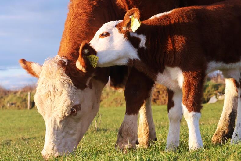 Grass+ Beef: weather still tricky, but stock getting out