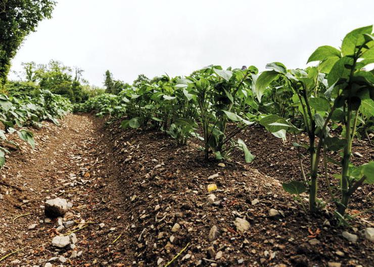 Little grounds for any positivity in potatoes - IFA