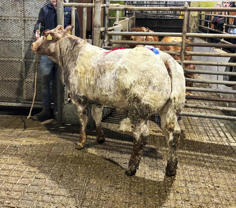 Weanling numbers and prices hold firm in Balla