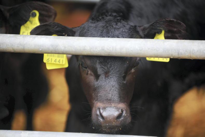 Positive signs of lower BVD prevalence
