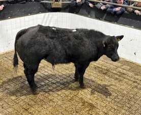 MartBids analysis: bullock price recovers as heifers fall