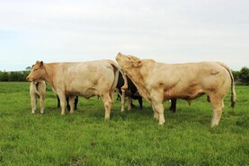 Beef management: Breeding preparation, handling new stock bulls and calf rearing