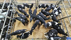 Camera at the Mart: slight easing in price as almost 2,200 calves sell in Bandon