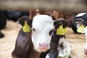 Camera at the Mart: trade remains strong in Kilkenny 