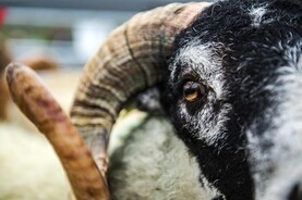 UK shearing crisis averted as tightening of visas for foreign shearers delayed