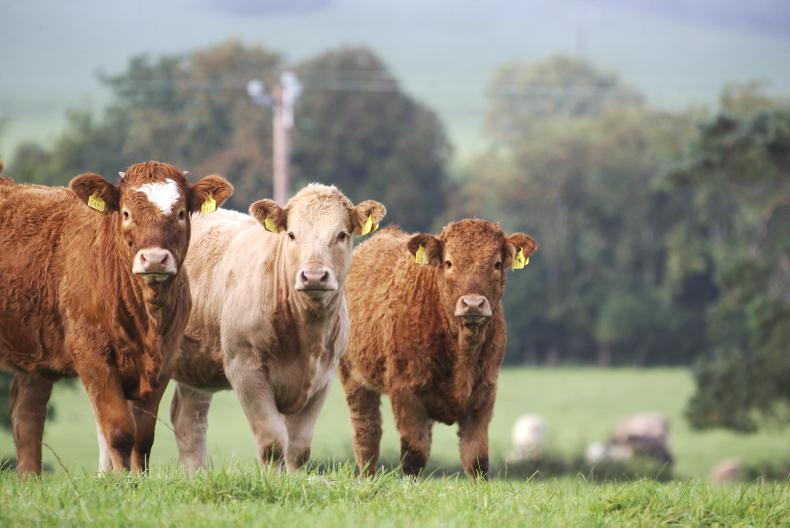 Farmers advised to vaccinate for blackleg