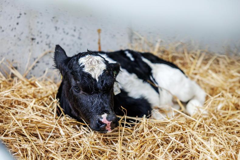 Schemes update: higher BVD payment confined to calves removed within 10 days