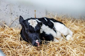 Schemes update: higher BVD payment confined to calves removed within 10 days