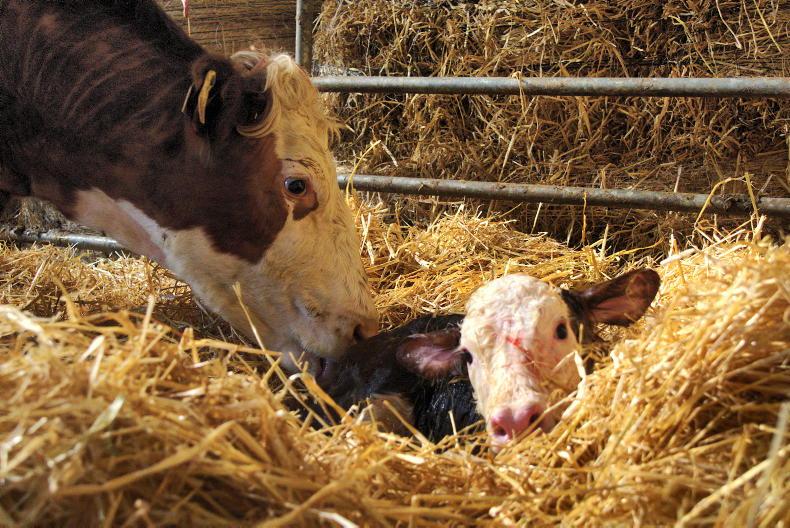 Calf birth registrations running 36,469 head higher