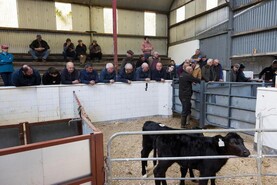 Thursday's sale at Templemore Mart cancelled