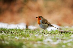 Status yellow snow-ice warning for 11 counties