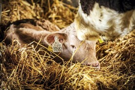 Increased BVD payment of €320/suckler calf 'falls well short' – ICSA