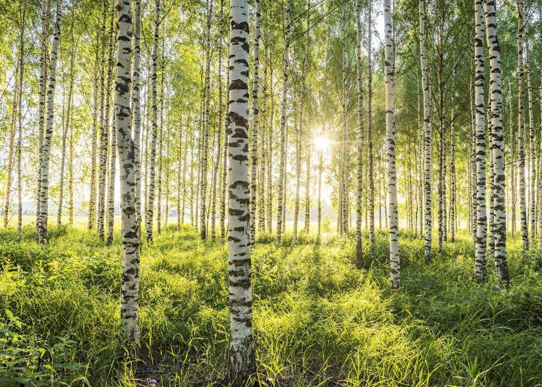 How you can cash in on your forests