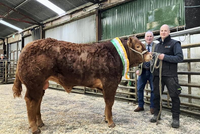 Watch: steady trade for Limousin and Angus bulls in Raphoe