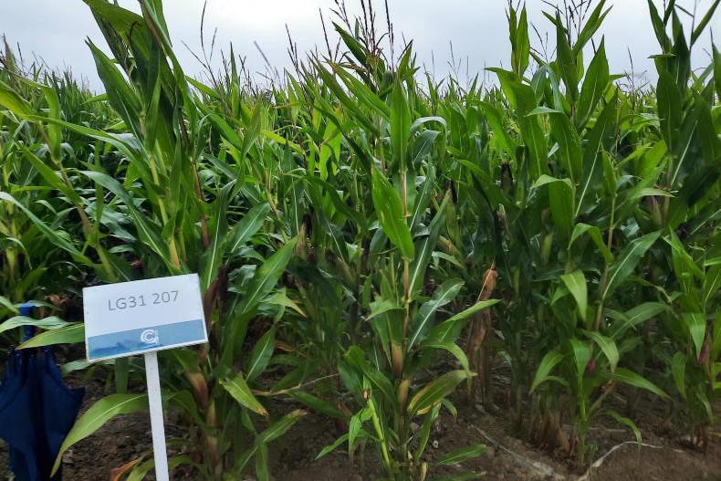 Department brings back covered maize list