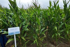 Department brings back covered maize list