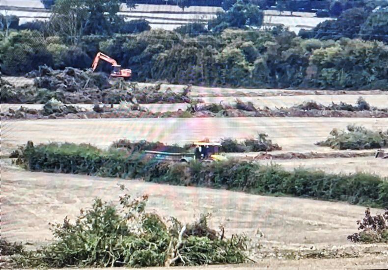 Coolmore-linked company fined €100,000 for hedgerow offenses 