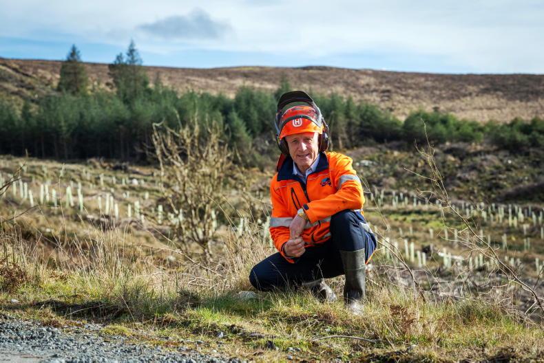 New lease of life for afforestation?