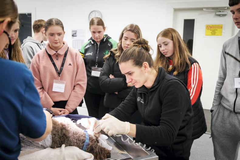 Surge in veterinary preferences, but not enough supply