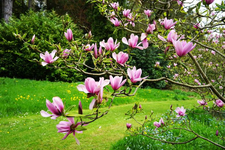 Gardening with Paul: the magic of Magnolias