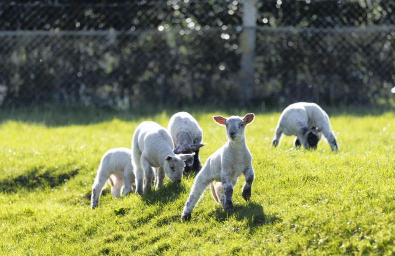 13 lambs killed after their necks were ‘deliberately broken’