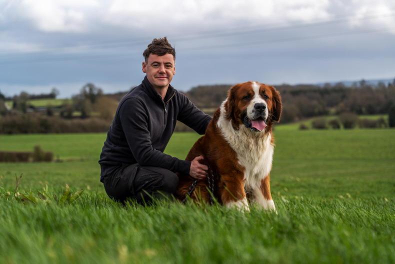 Paw-some playtime on the farm in Offaly                         
