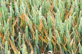 Protection more critical than ever for winter wheat disease control