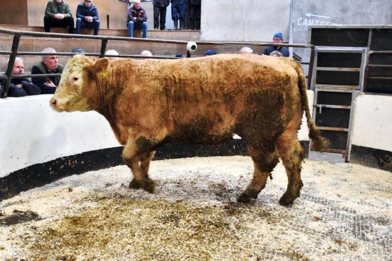 High prices for heavy cattle at Keady