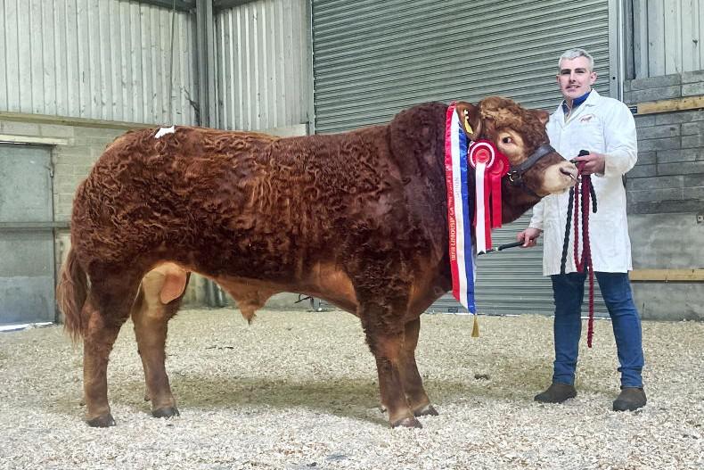 Limousin bulls set new record average in trailblazing Roscrea sale