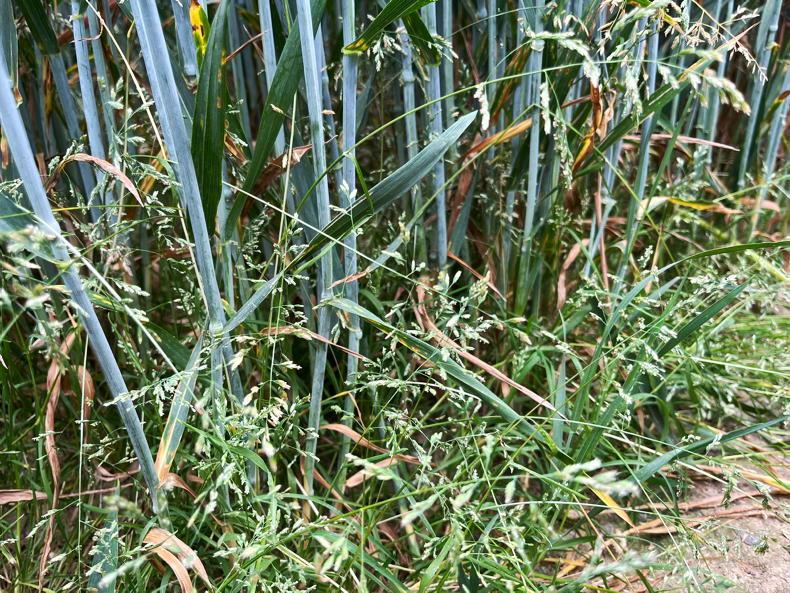 Herbicide cross-resistance in grass weeds: why testing is essential