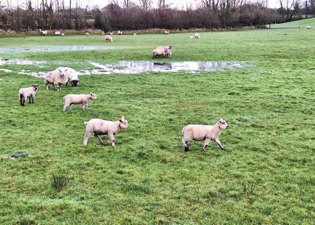 Weather disrupting spring grazing plans