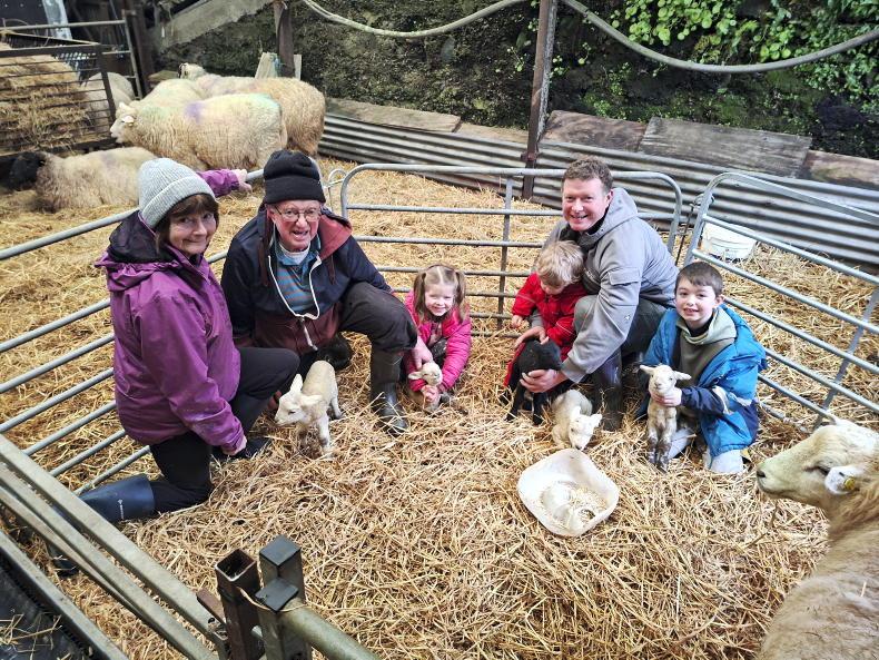 Healthy quintuplet lambs hit the ground in Cork