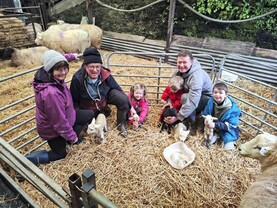 Healthy quintuplet lambs hit the ground in Cork